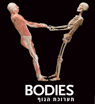 bodies