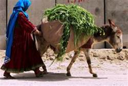 donkey lover