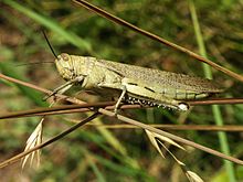 locust