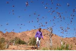 locusts attack israel