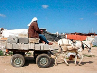 palestinian economy