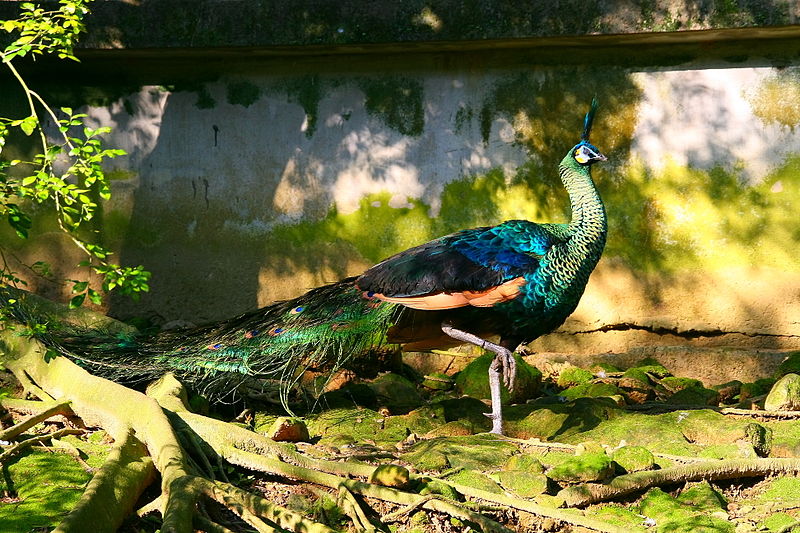 peacock