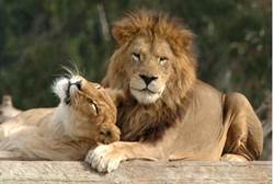 gaza lions named after missiles