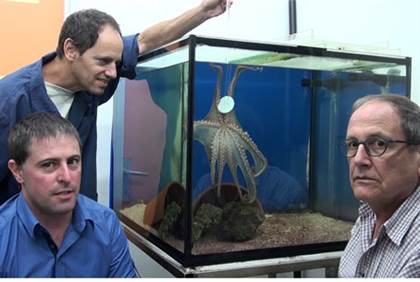 octopus discoveris may lead to new breakthroughs in robotic technology