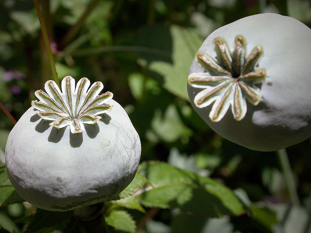opium