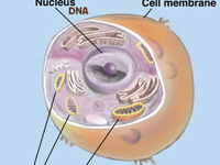 cancer may grow quicker at night