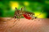 malaria fighting using israel as a bouncing board