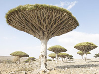 will socotra be the new guantanamo?