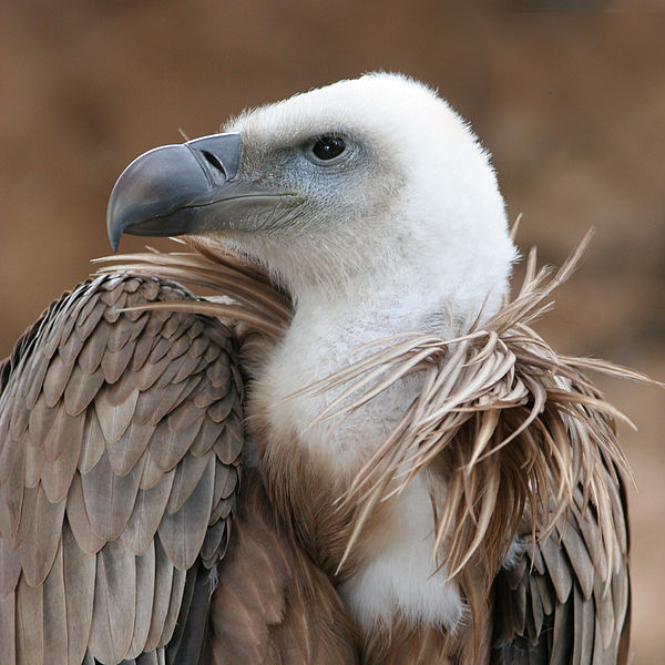 vulture spying for israel accusation