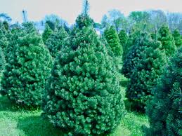 jnf christmas trees